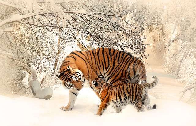 Người tuổi Dần có nhiều cung mệnh khác nhau